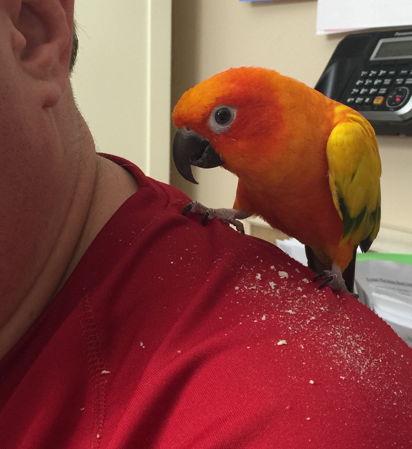 Midlothian Pet Pals's Photo