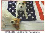 Adore Your Paws Pet Sitting's Photo