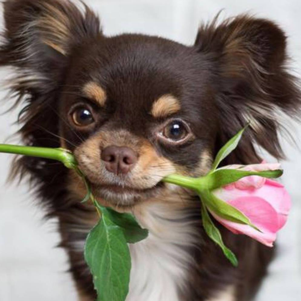 Nk Dog Walking's Photo