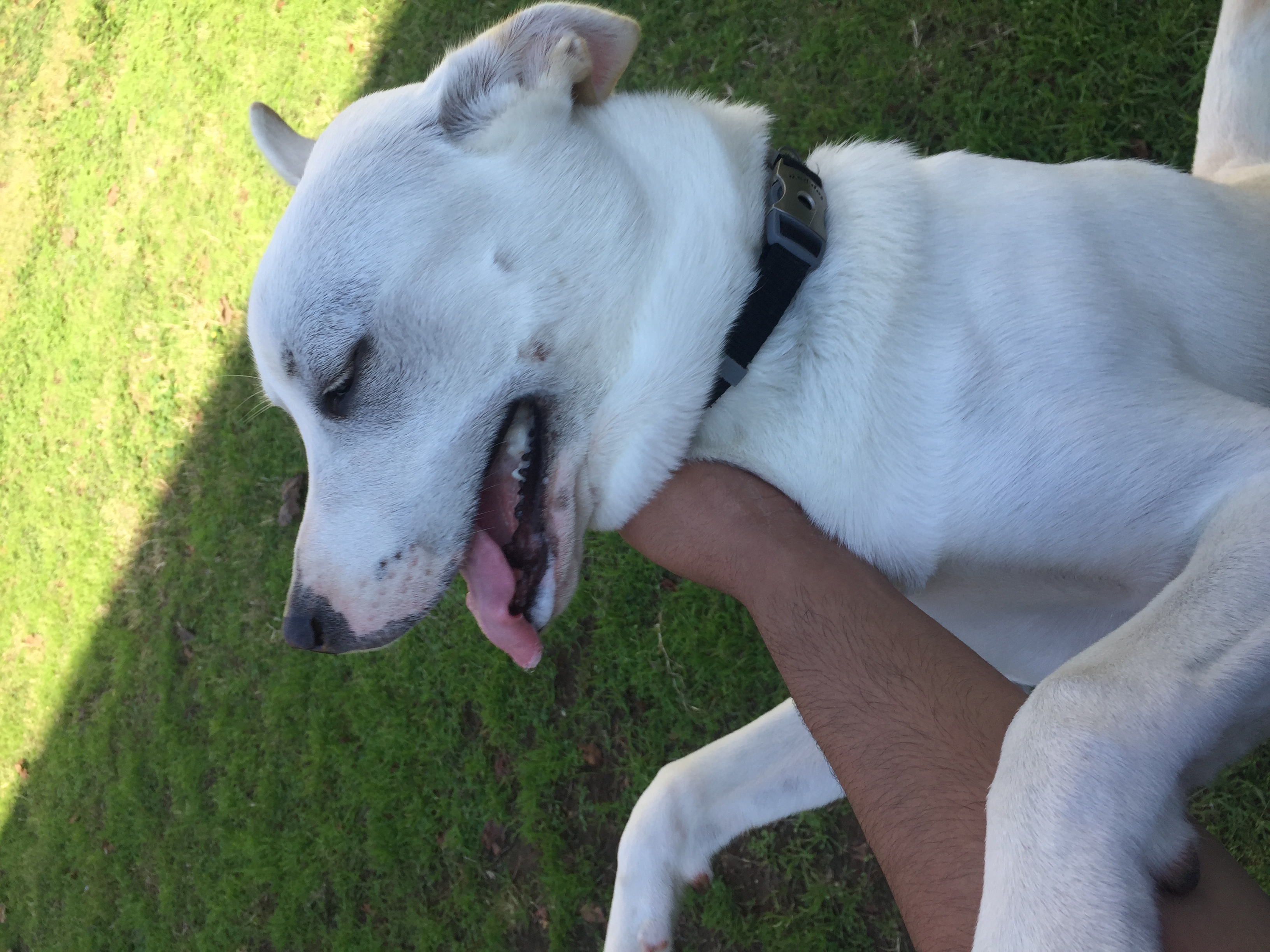 Jon's joyous pets's Photo