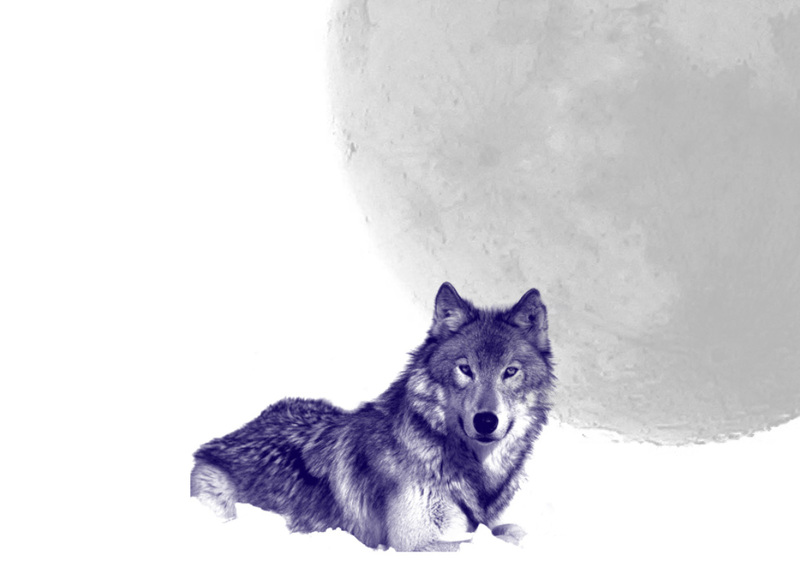 Blue Wolf Services, LLC's Photo