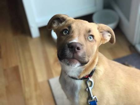 Southern Maine Pet Services's Photo