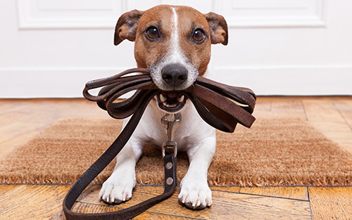 Bone-a-fide Dog Training Logo