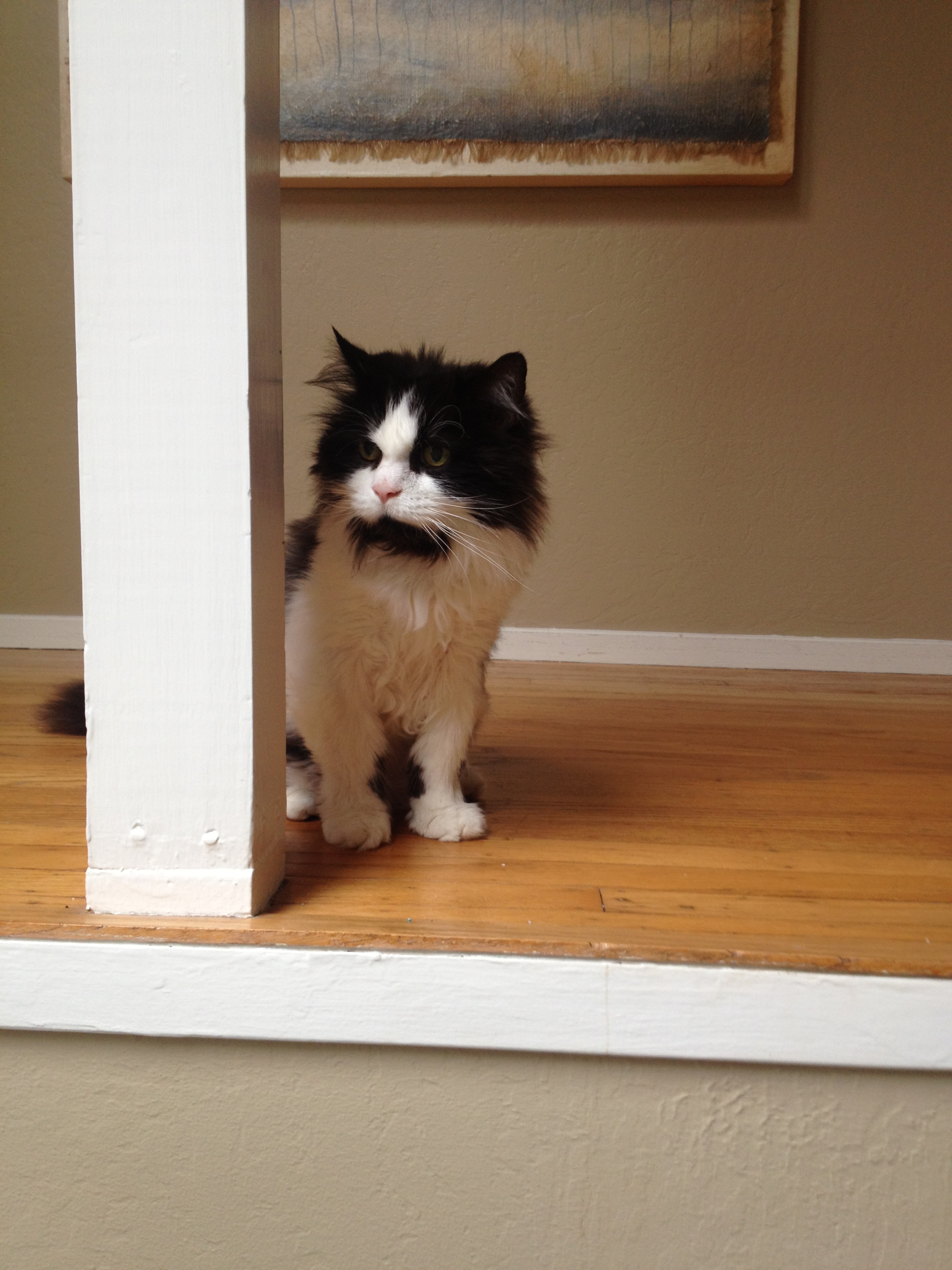 House and Hound Sitters's Photo