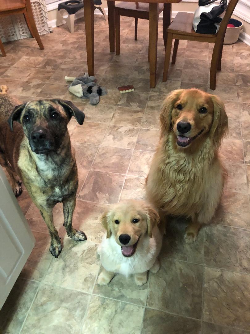 Northeast Georgia Pet Services's Photo