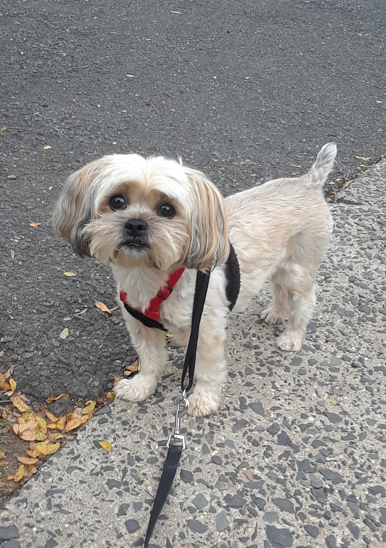 Patti's Critter Care LLC's Photo