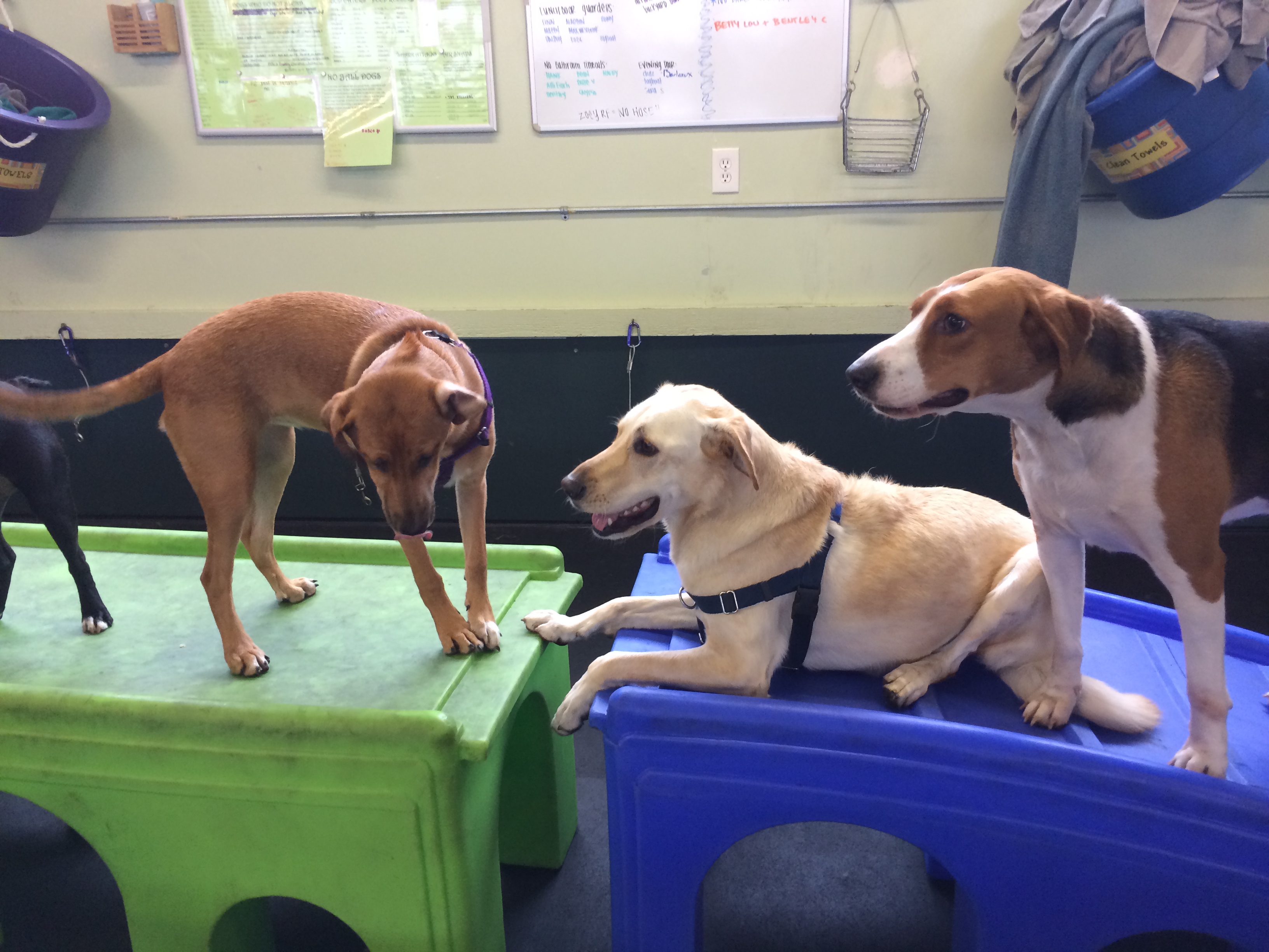 Fuzzy Buddy's Dog Daycare's Photo