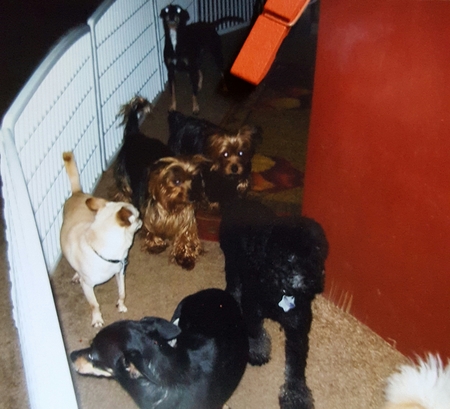 Playing Paws 4 Small & Senior Citizens Dogs