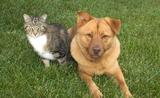 Dog Days & Cat Naps's Photo