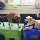 Fuzzy Buddy's Dog Daycare