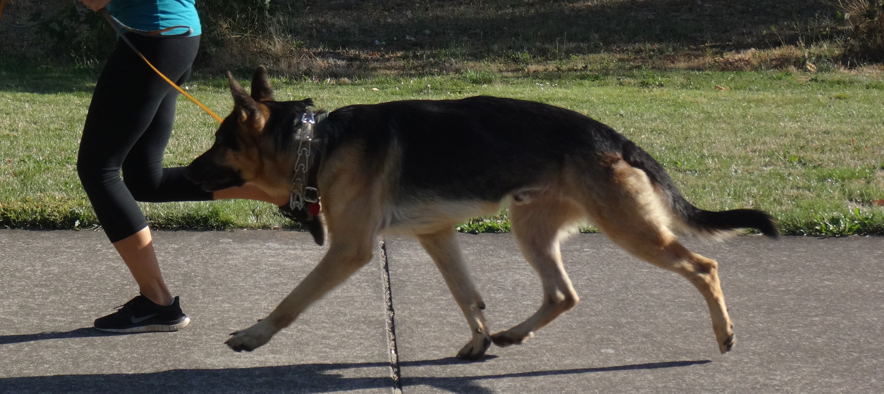 Running Pups's Photo
