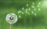 Dandelion Beginnings