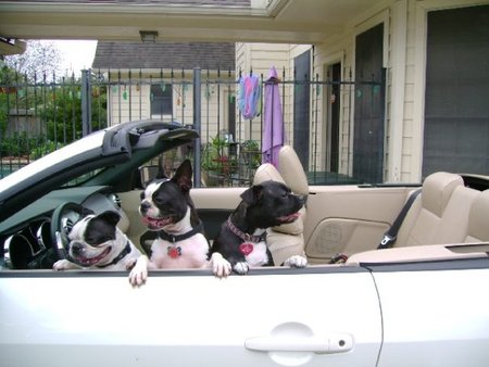 Pet Sitters 'N More