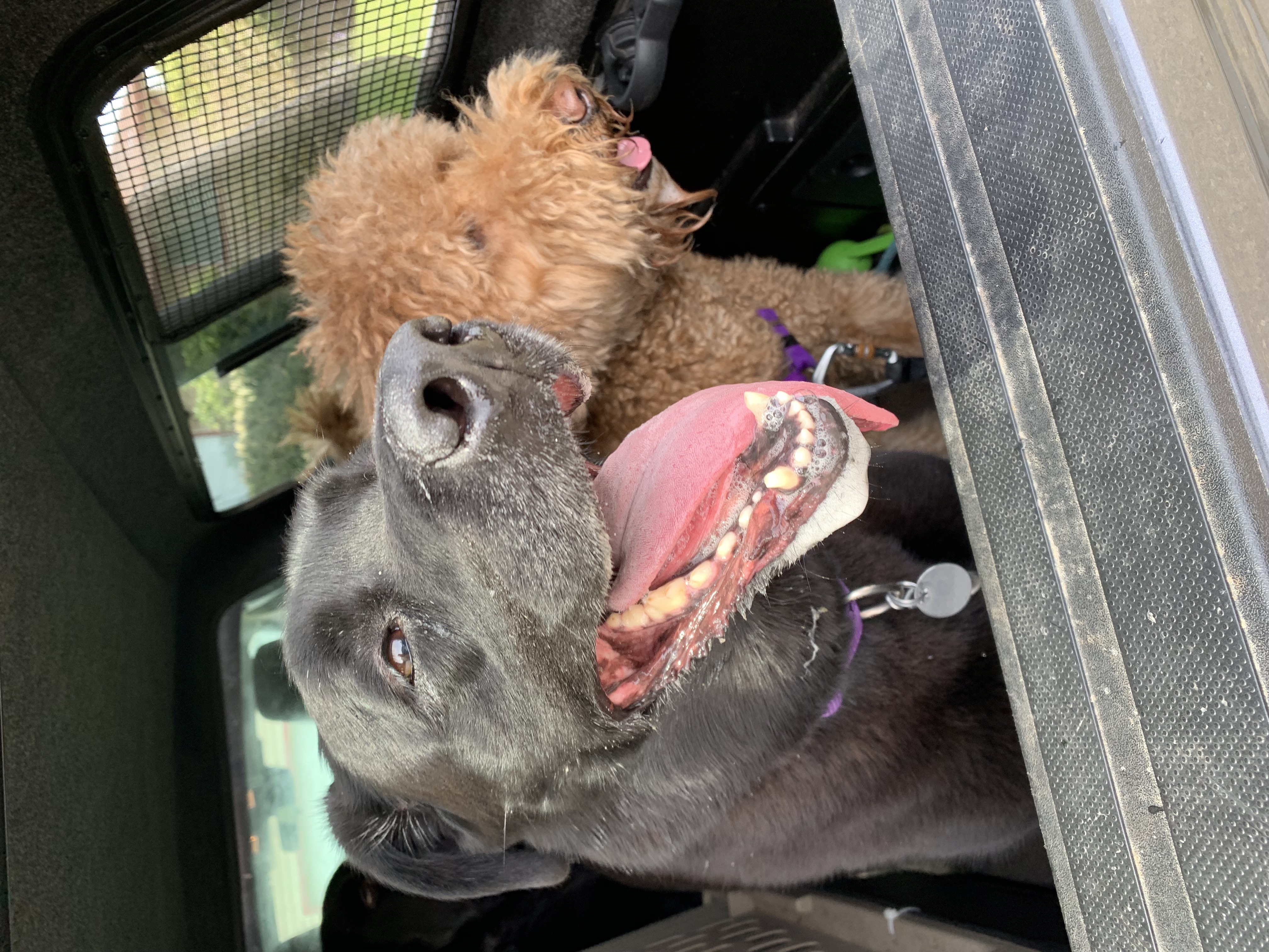 Muddy Pups Adventures's Photo