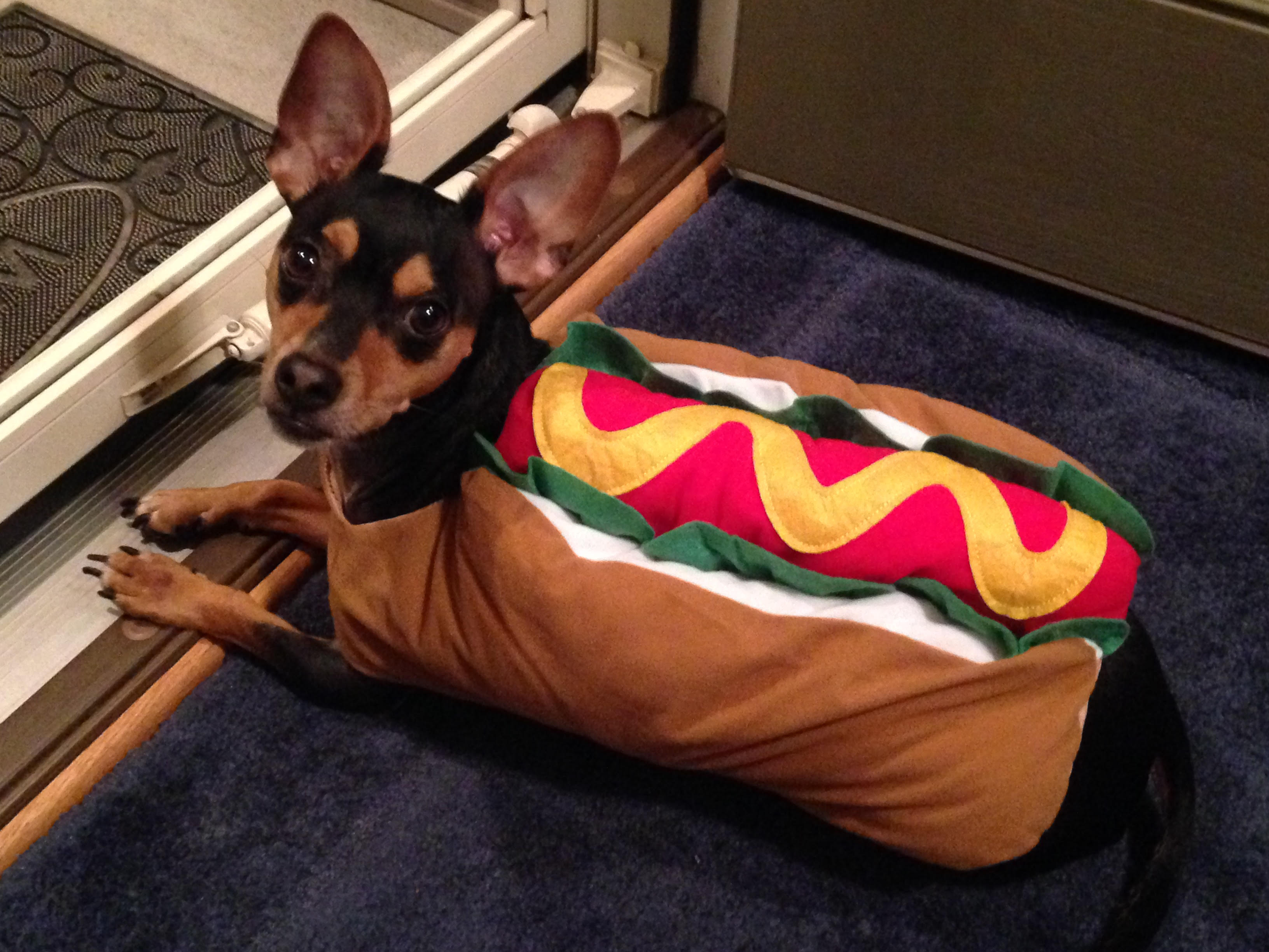 Dee's Always There Pet Care's Photo