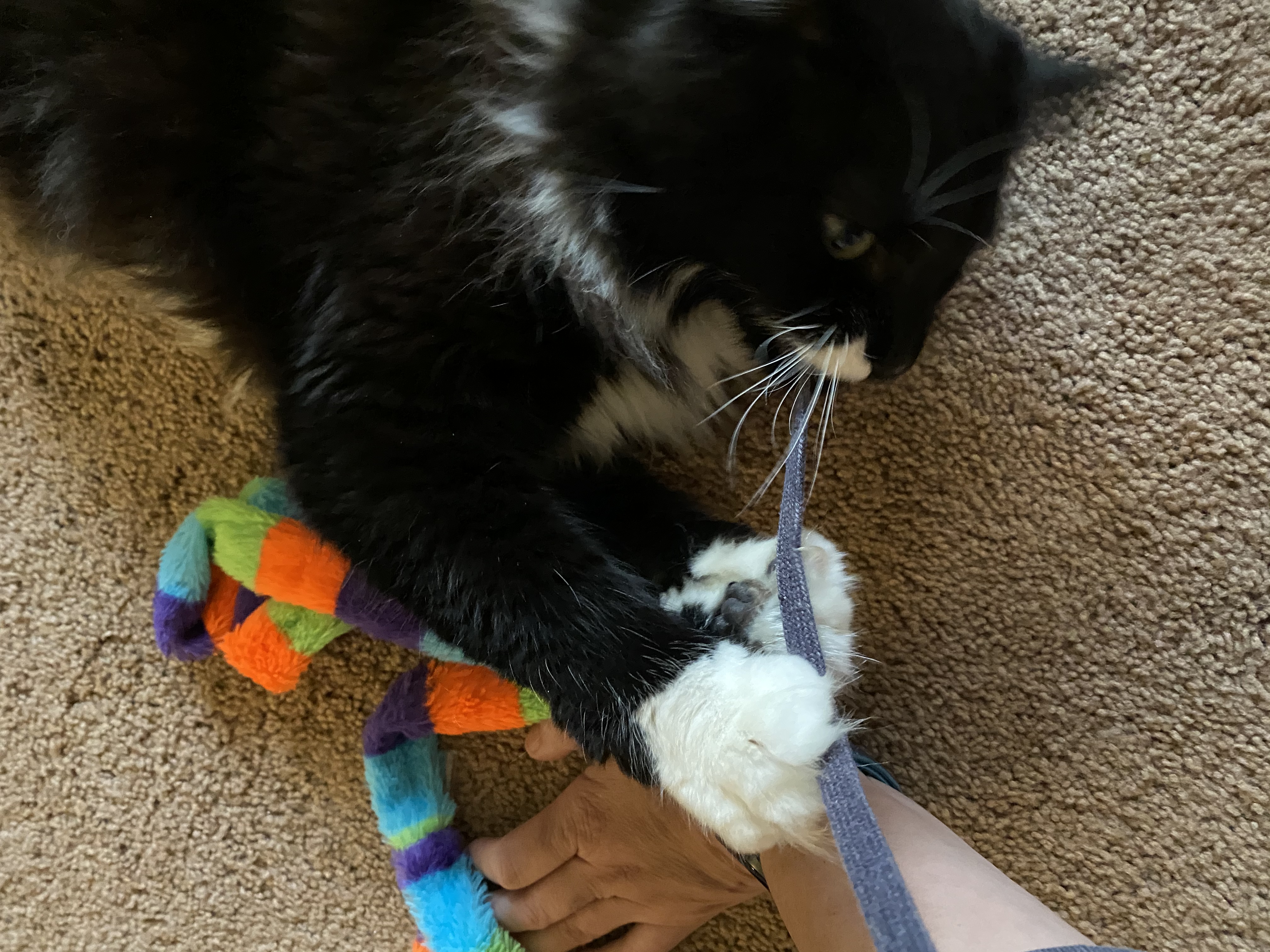 Sits & Walks, LLC's Photo