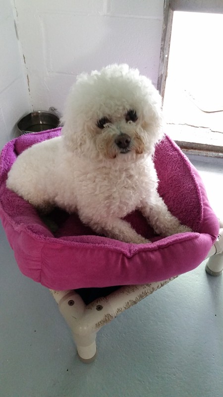 Shoalwater Kennel's Photo