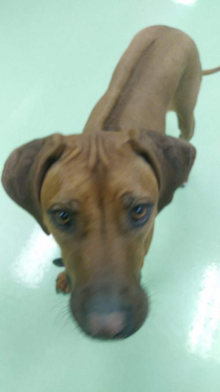 Jay's Petcare's Photo