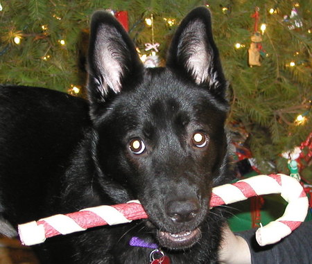 Candy Cane Pet Sitters's Photo