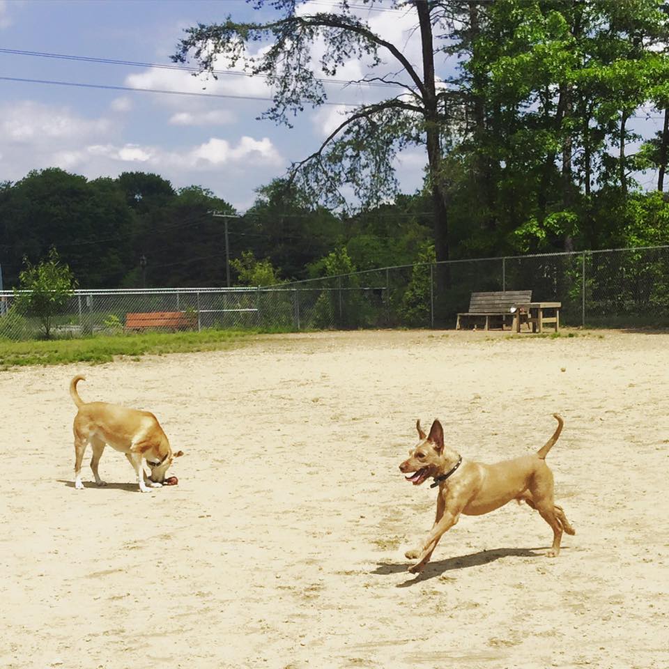 Frolic Petcare's Photo