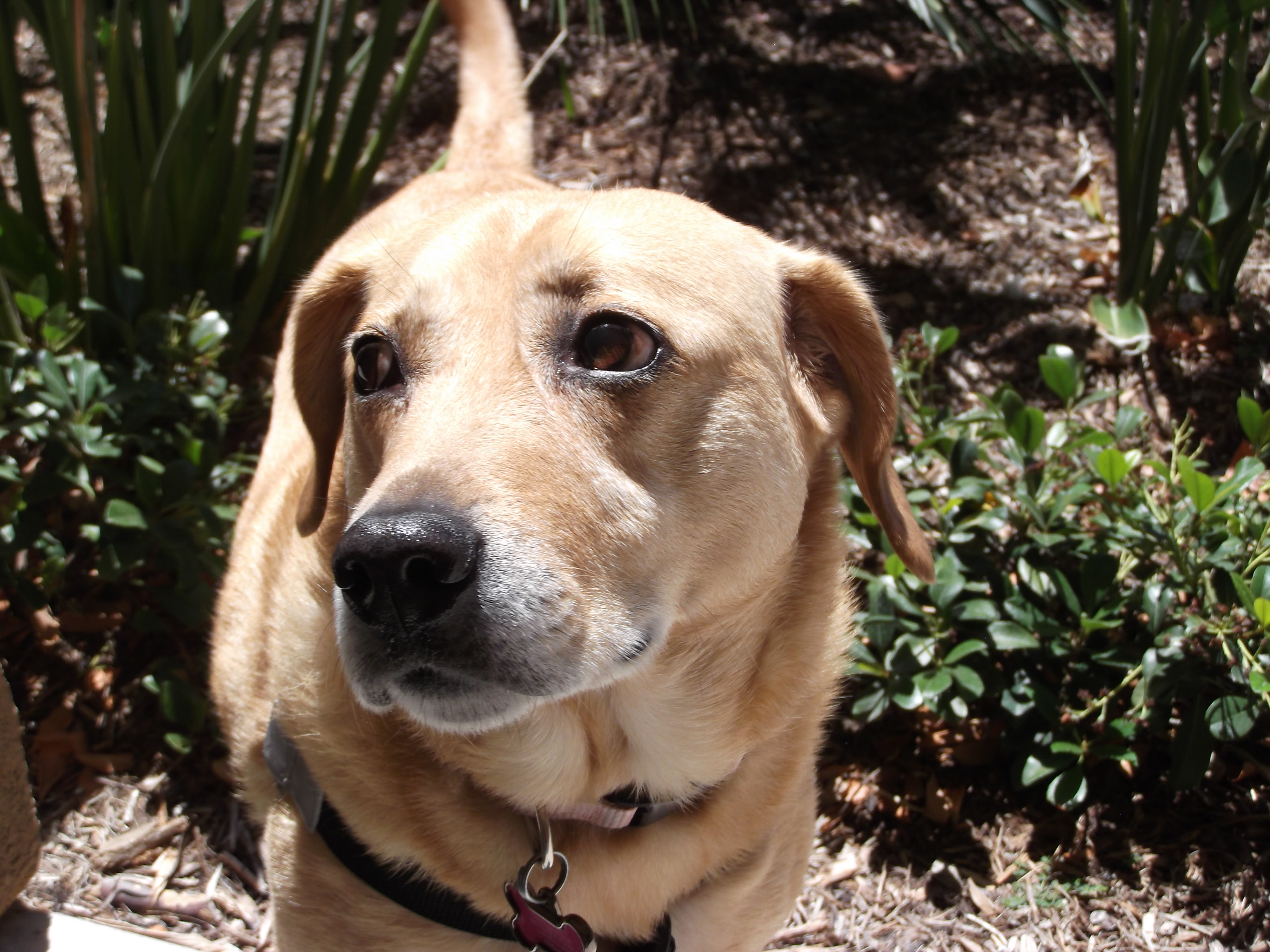 Luv My Dog Walker's Photo