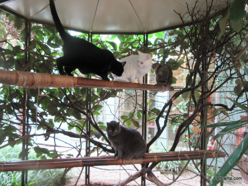 Pet Camp LLC's Photo