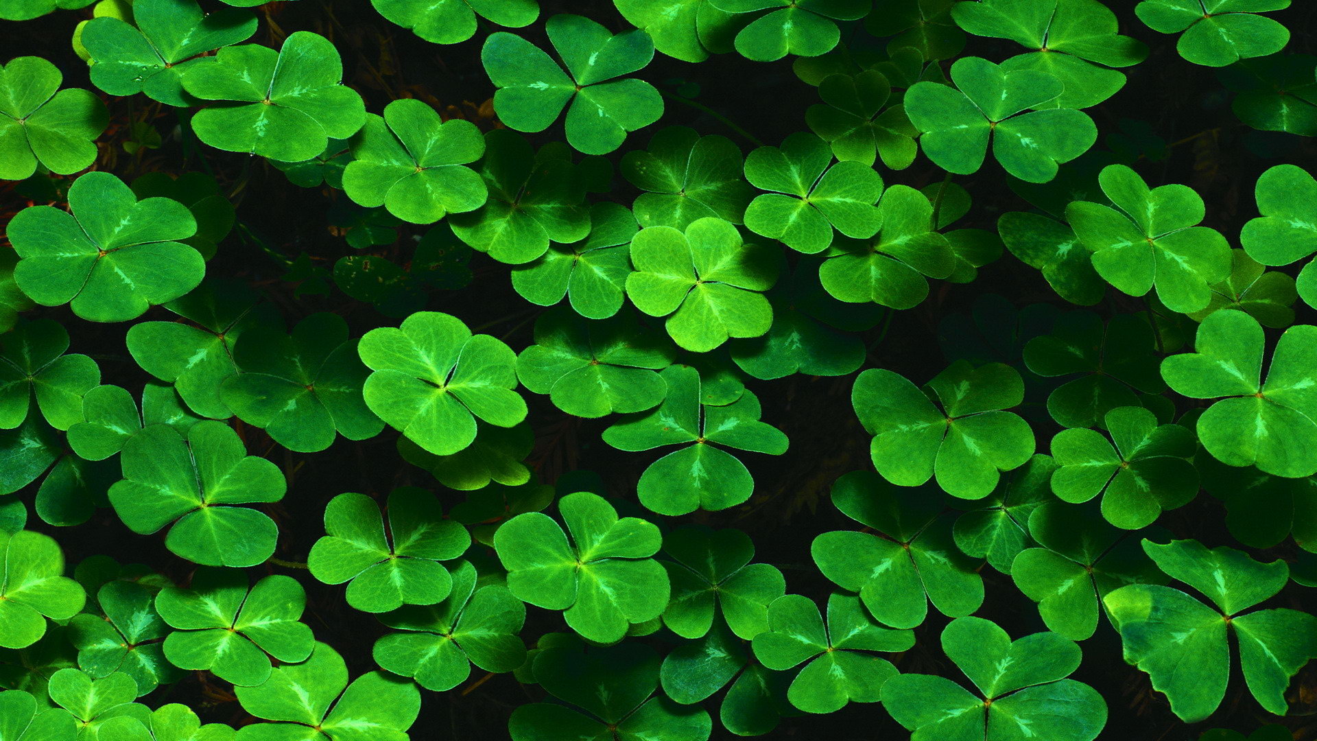 Clean and Green's Photo