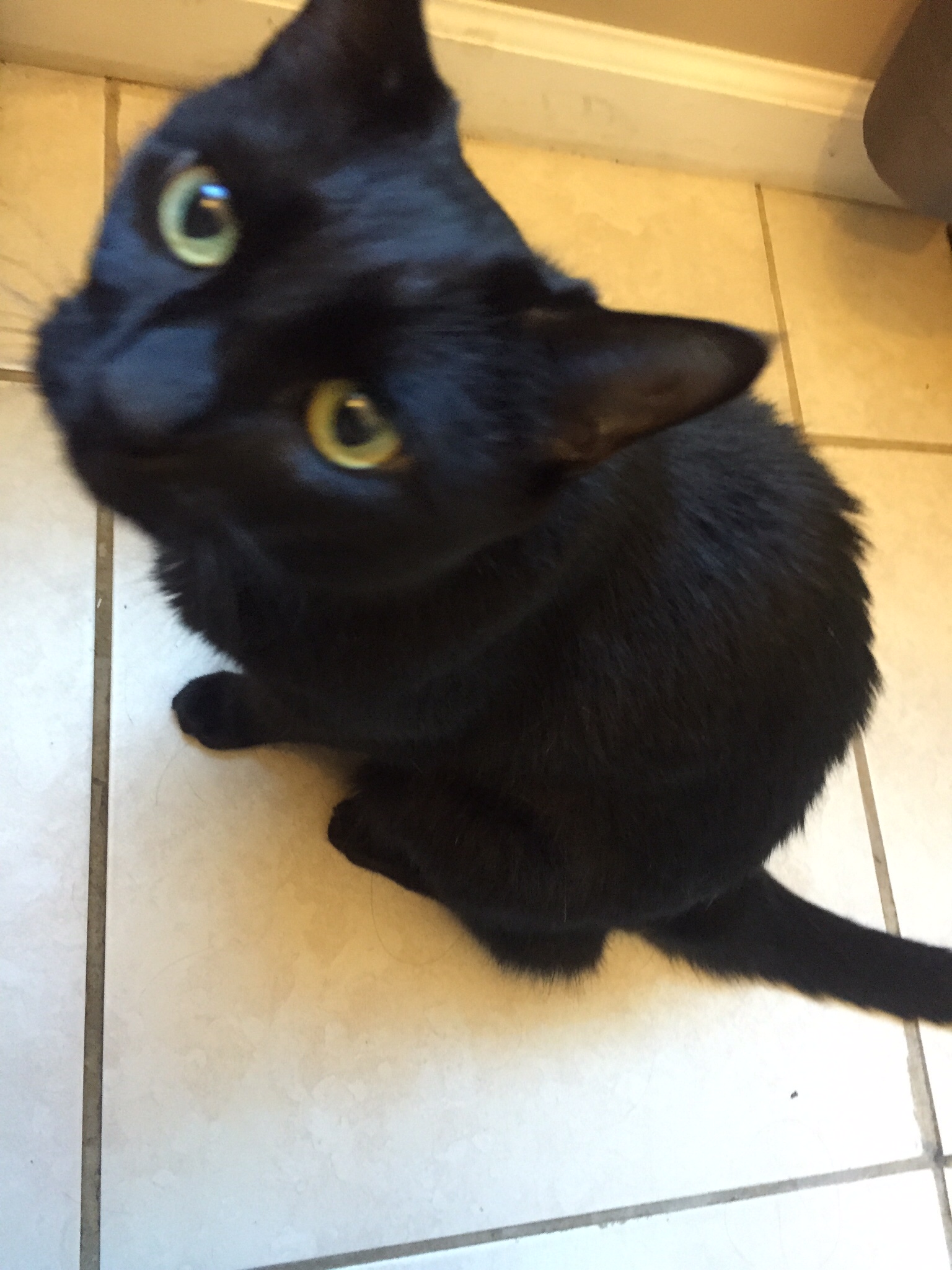 Pampered Pets's Photo