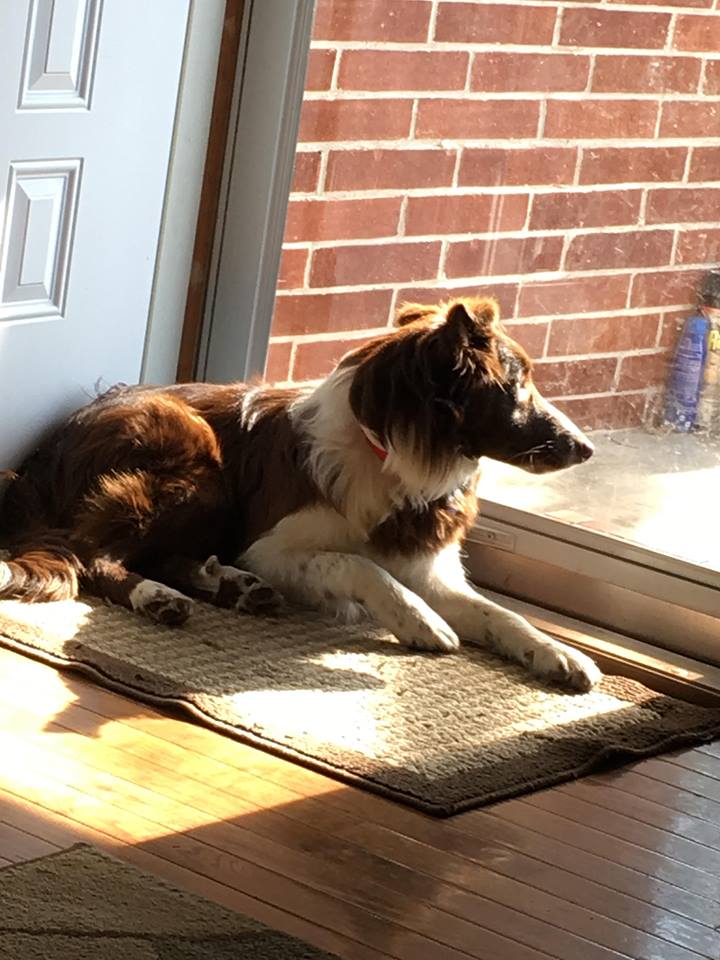 Ty and Alex Pet Care's Photo