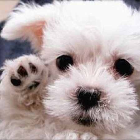 North Star Kennels's Photo