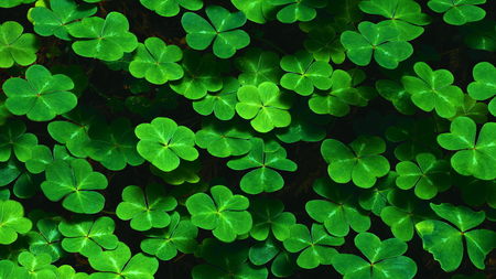 Clean and Green