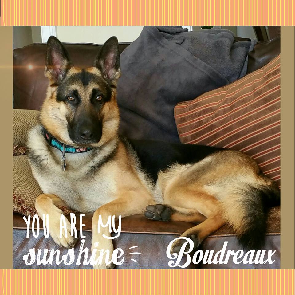 Shelley's Crittercare Pet sitting's Photo