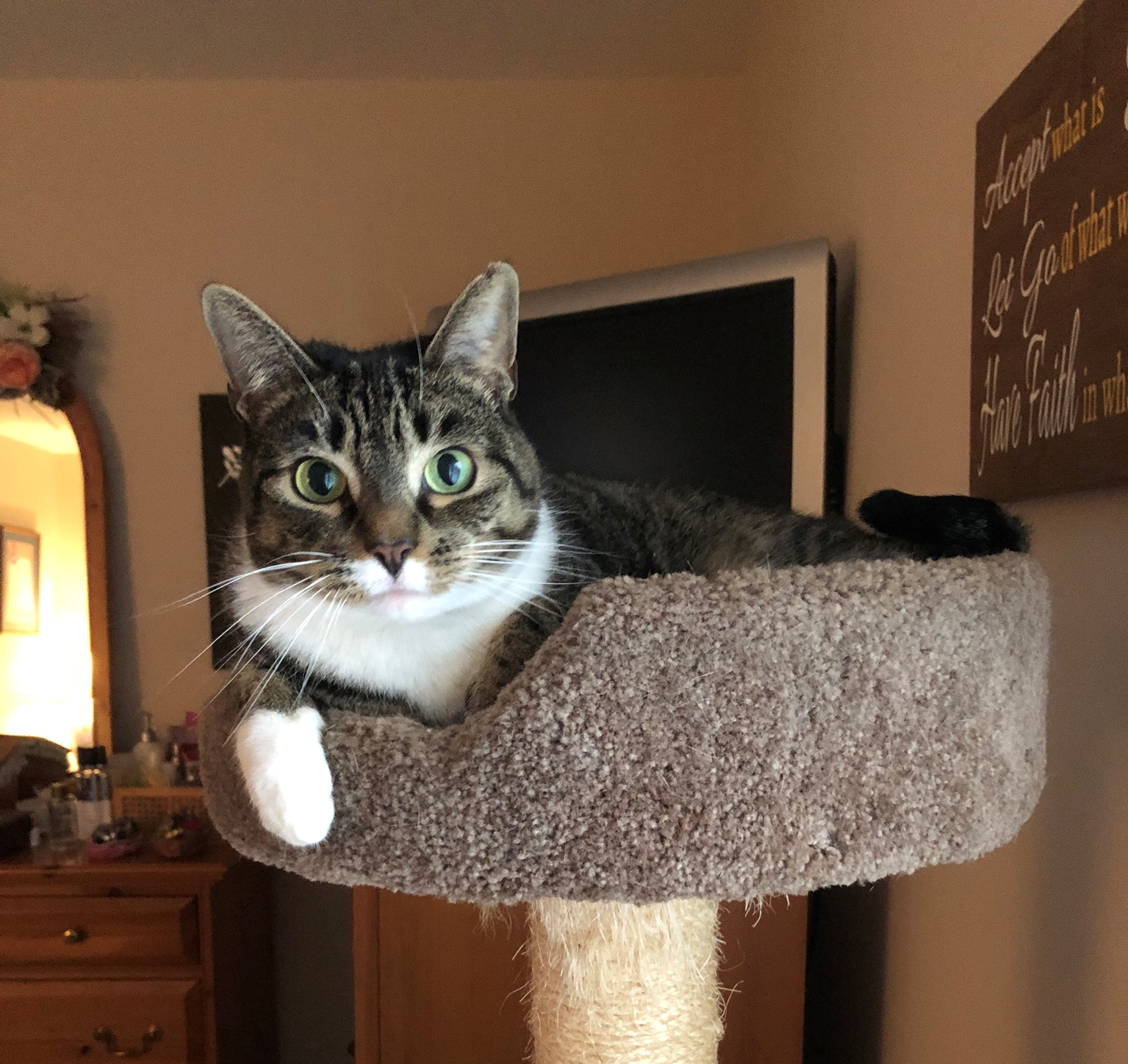 For The Love of Paws's Photo