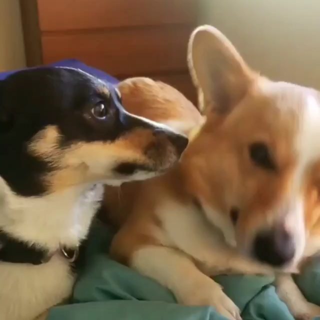 Lucky Dog Pet Services's Photo