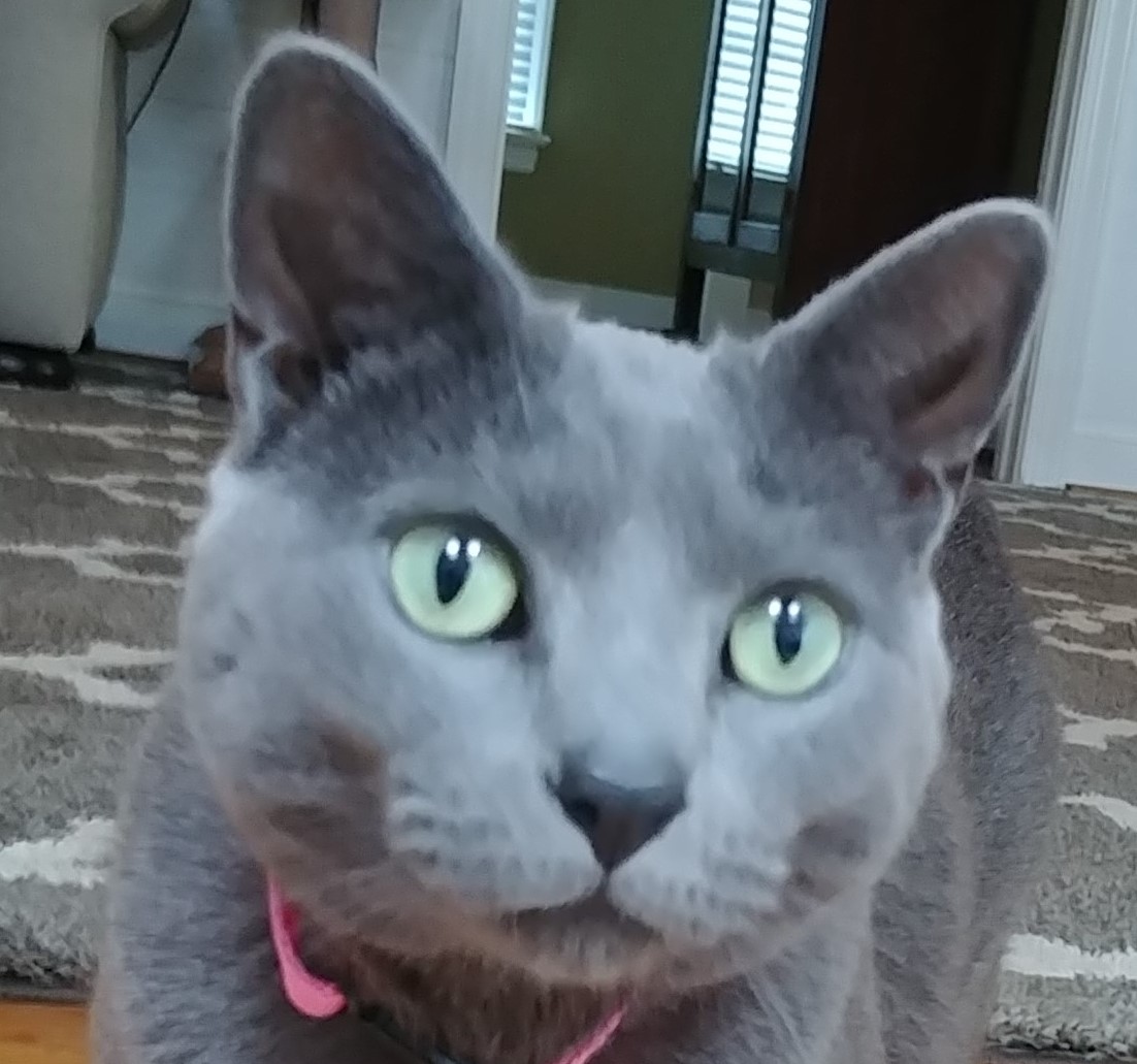 PurrPals Cat Sitting, LLC's Photo