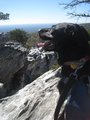 NC Adventure Dog
