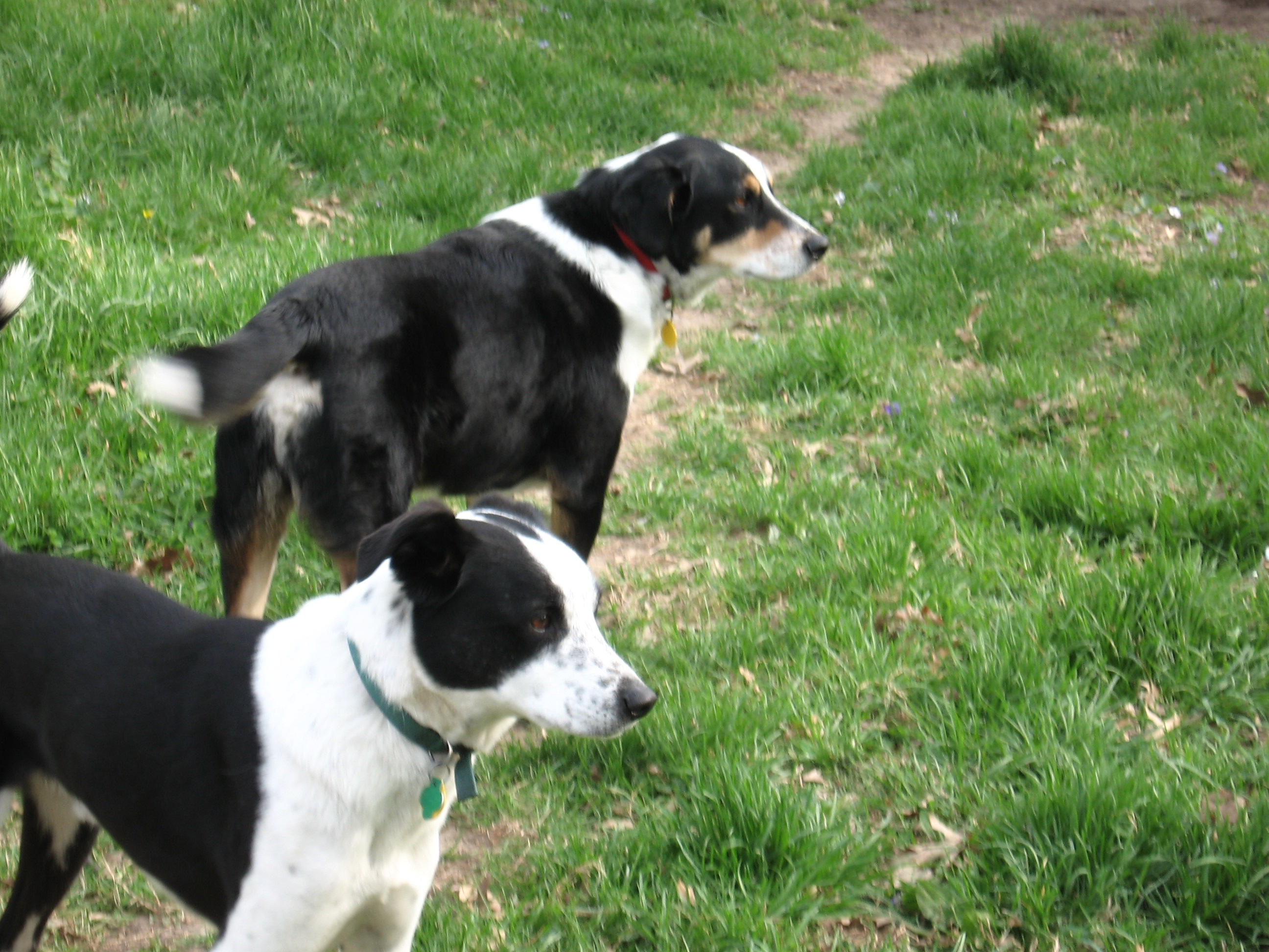 Pam's Pet Palace's Photo