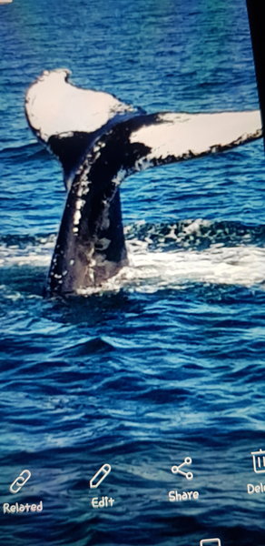 Ocean Heart cleaning services's Photo