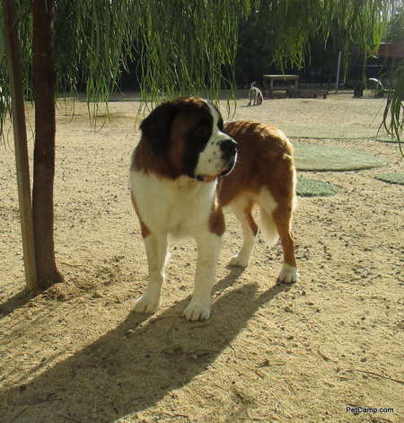 Pet Camp LLC