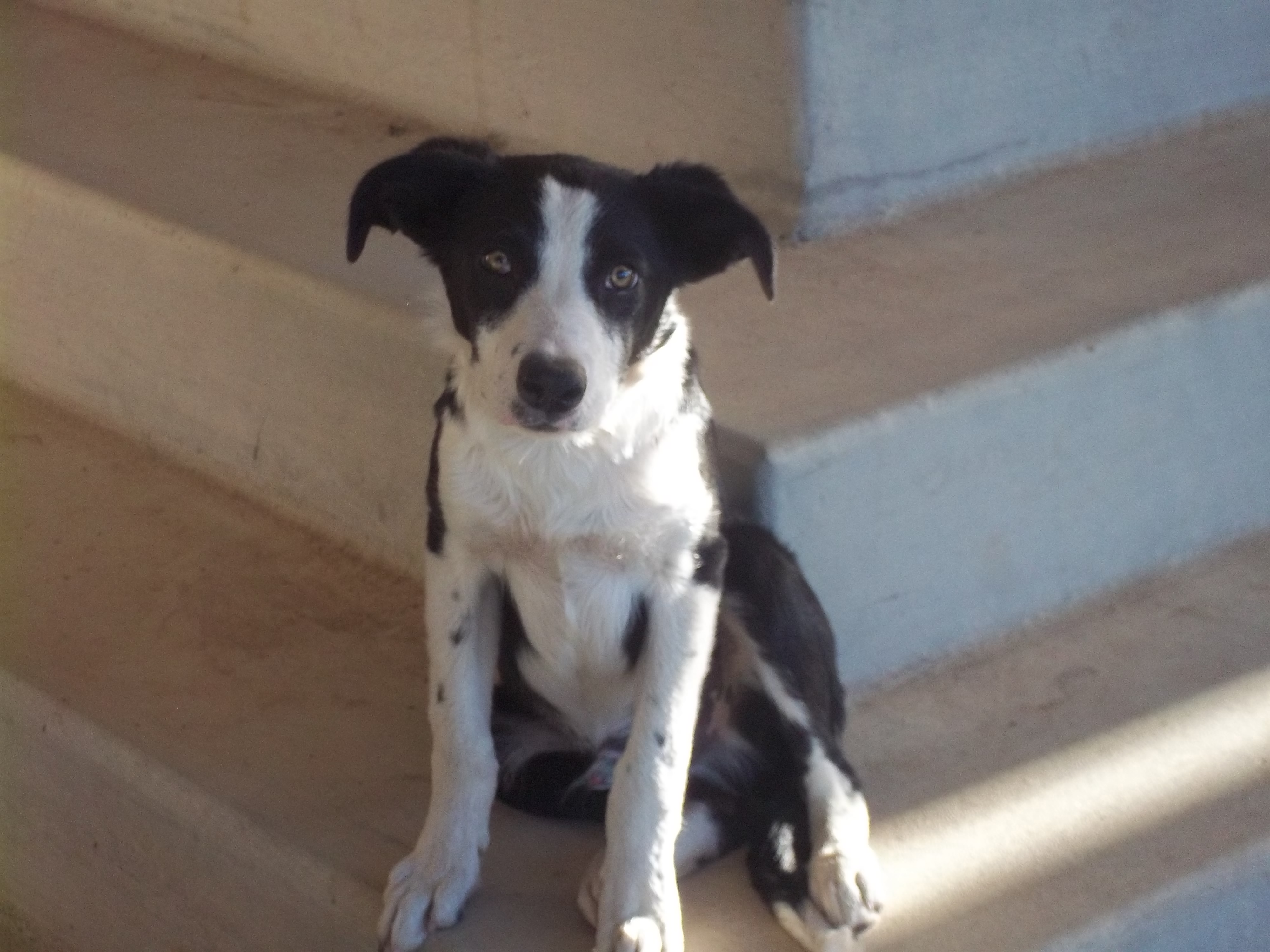 Breckenridge K-9 Resort's Photo