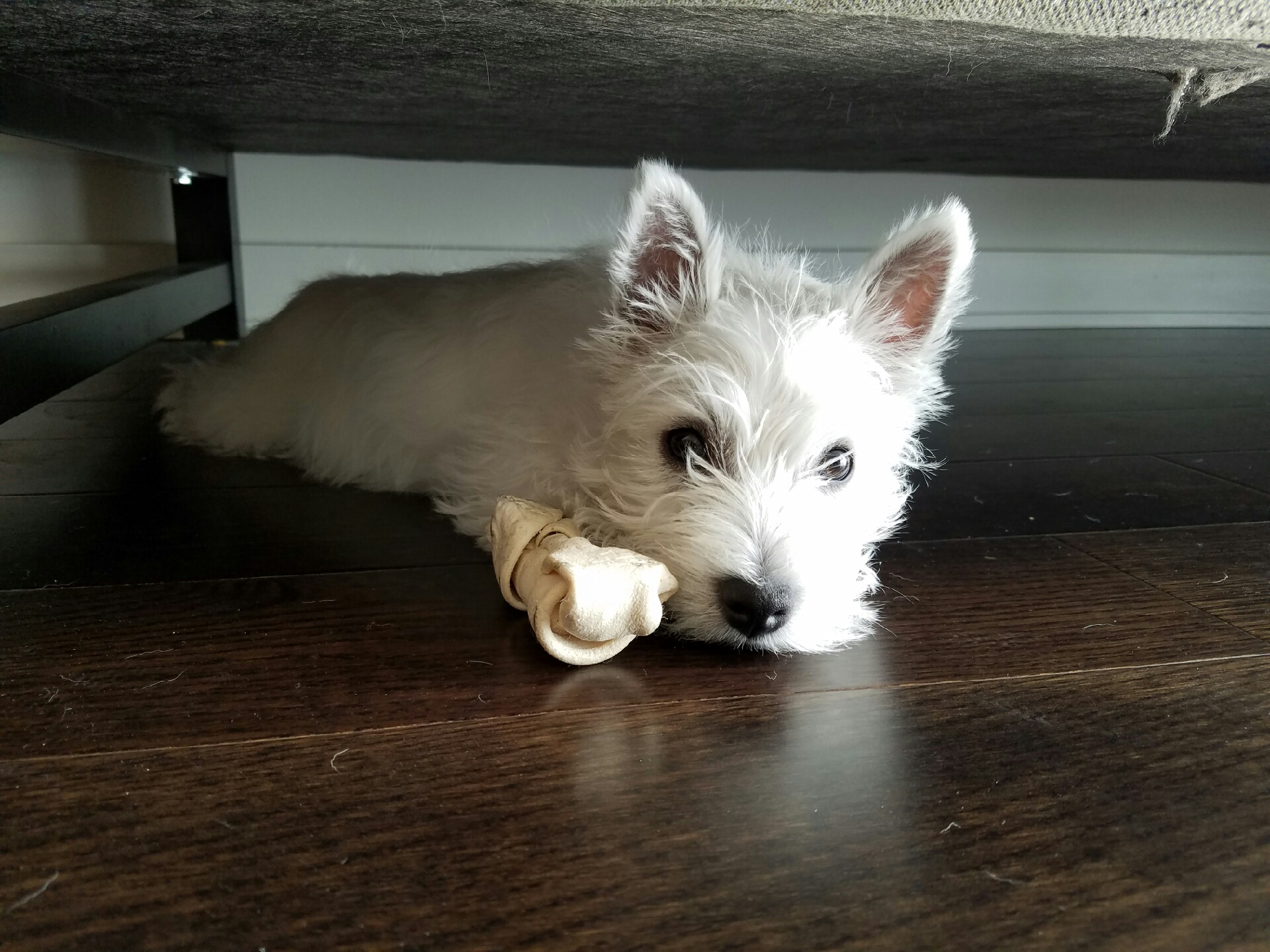 Guardian Pet Service's Photo