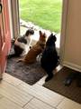 Home Sweet Home Pet Sitting
