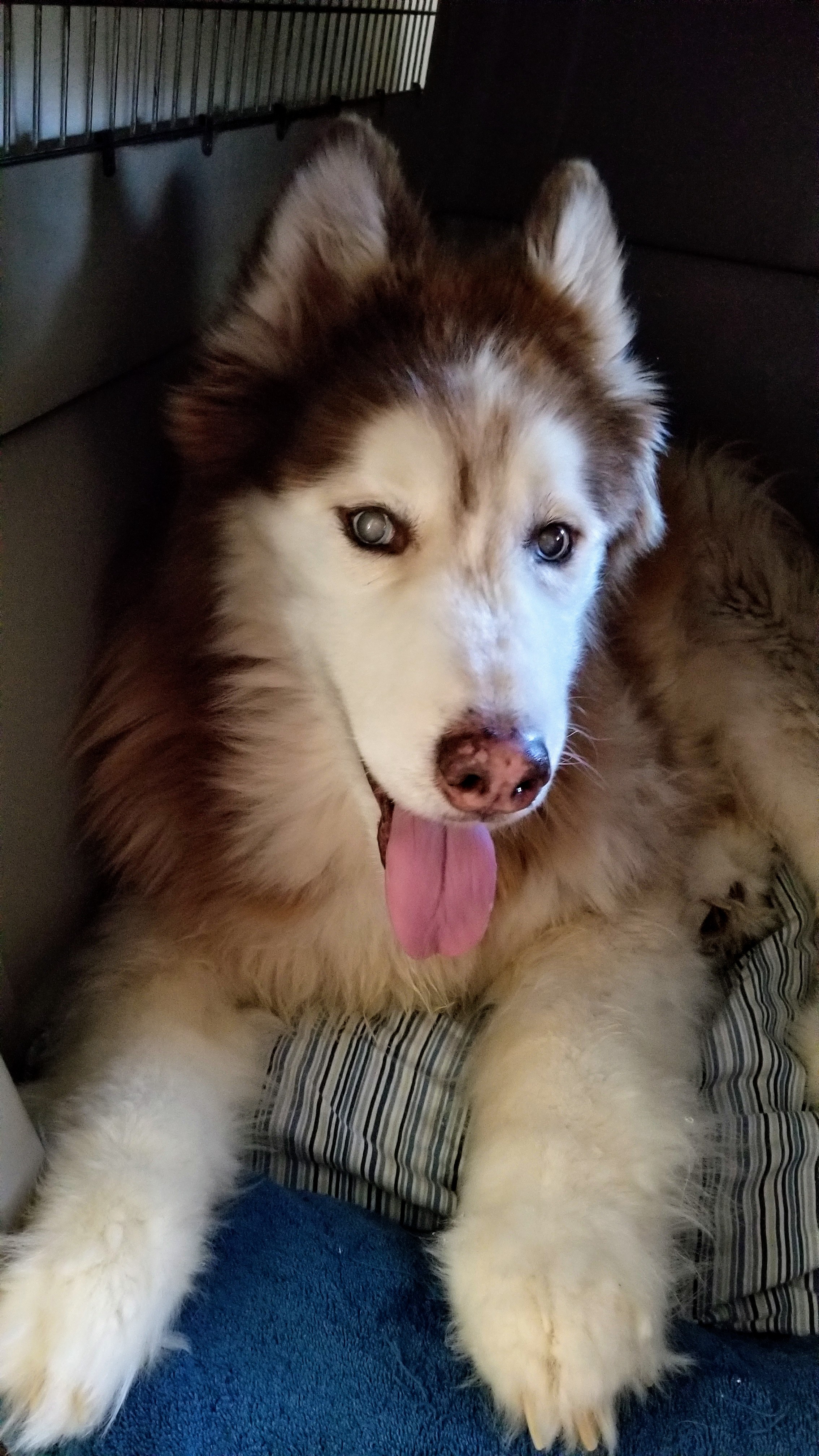 All Paws In's Photo