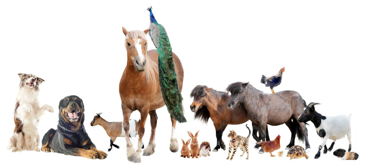 Susan's Pet Sitting Service's Photo