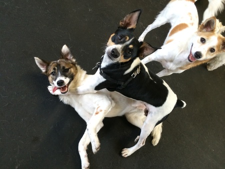 Fuzzy Buddy's Dog Daycare
