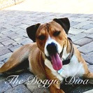 The Doggie Diva, LLC