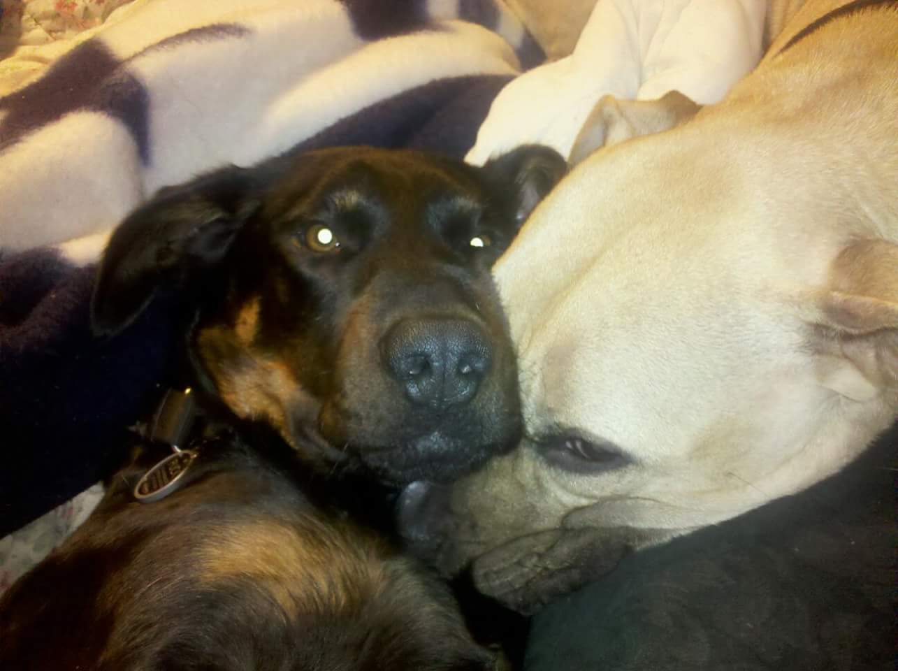 Auntie M's Professional Pet Care, LLC's Photo