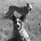 BLU HEELER Dog Walking Service and Pet Care