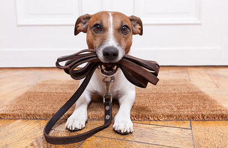 Always home deals pet care