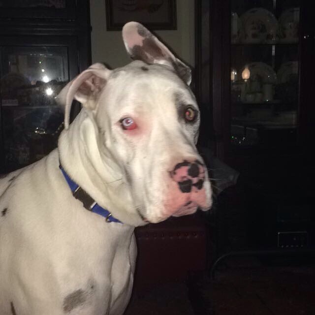 Furry Friends Pet Care, LLC's Photo